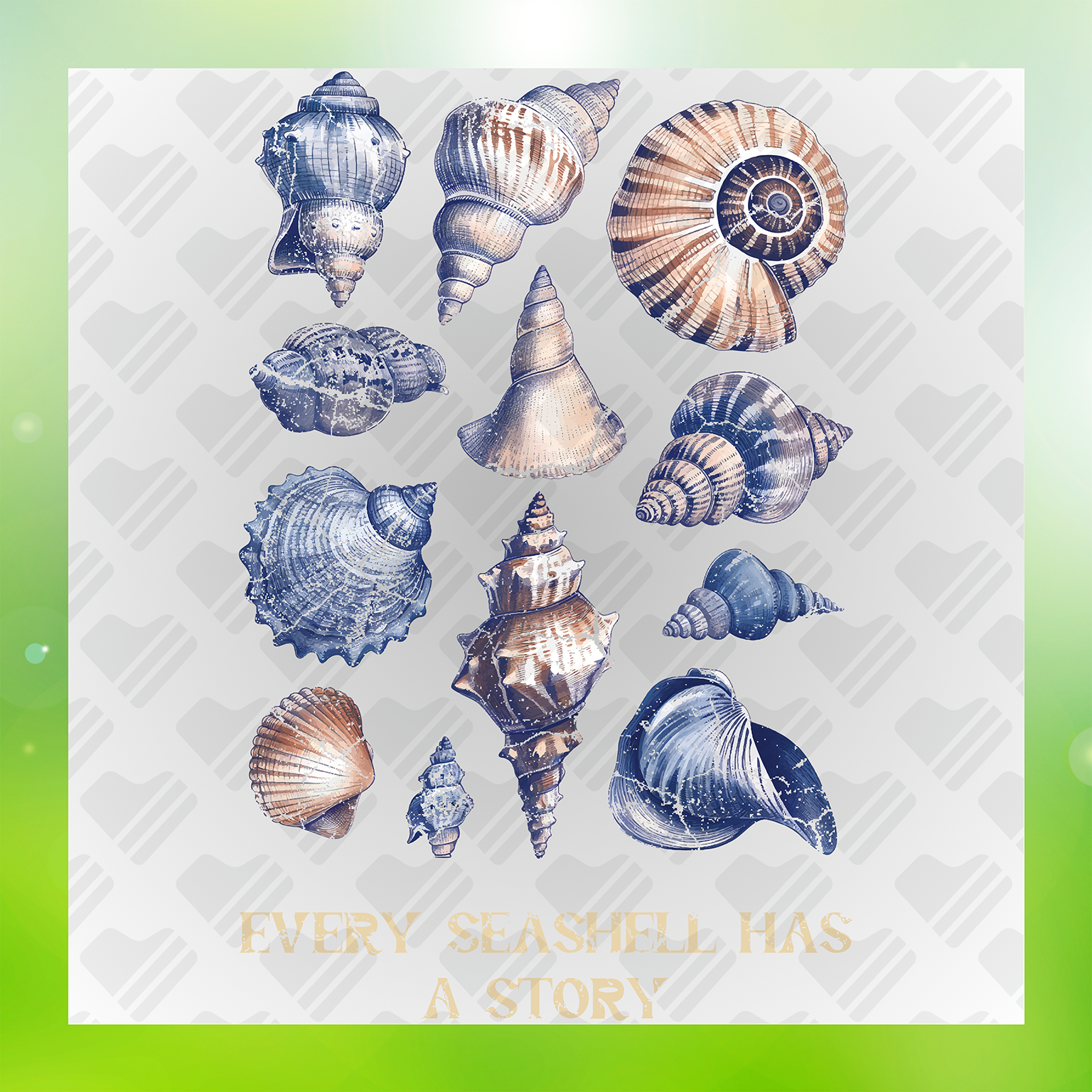 Every Seashell Has A Story Transfer